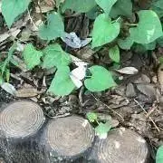 じゅんペーの画像