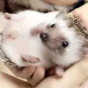 ておの画像