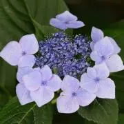 かのん ※在庫確認のためコメントくださいの画像