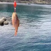 こばの画像