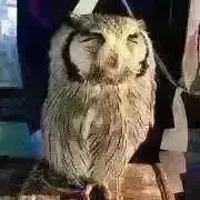 しゃむ