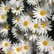 はむ93の画像