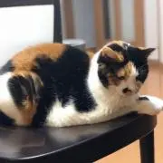Hikageの画像