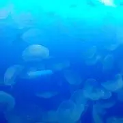 K.Rの画像