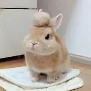 クロノの画像