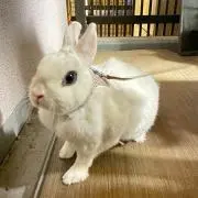 aaaすちの画像