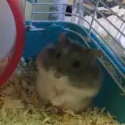 ぴーしゅ