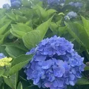 ゆきだるまの画像