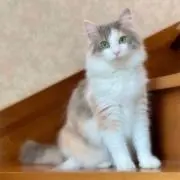 どなるどの画像