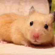 とーまふ