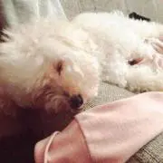 ひらめ