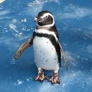 Tの画像
