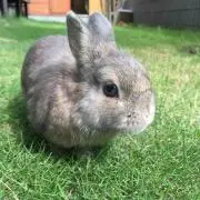 きなこの画像
