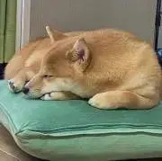 こむぎの画像