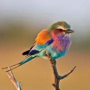 ミミコの画像