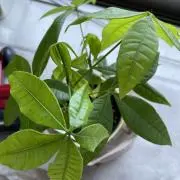 ぴこ