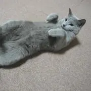 り