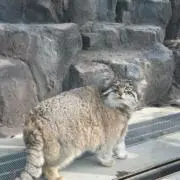 kotiの画像