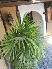 Dempunの画像