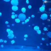 のぐりの画像