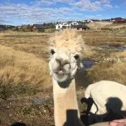 anyの画像