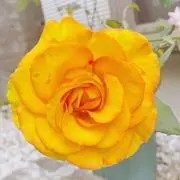 ねこ❤️皆様に感謝・オーダーお気軽に〜の画像