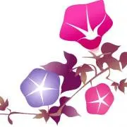 あさがおの画像