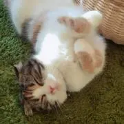 なつの画像