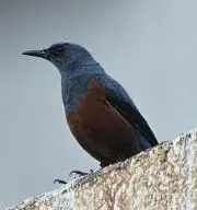 じろん