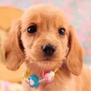 たんぽぽ♪