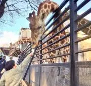 ゆすけの画像