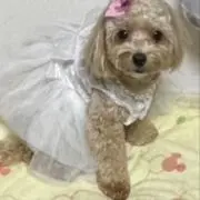 そま