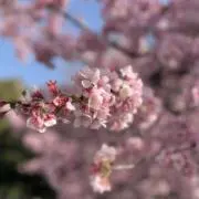 はな