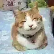 kitty