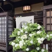 おもちの画像