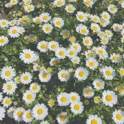 ㅇㅋㅁ⸝⋆  ✧の画像