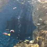 むしめがね