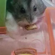 しゅー