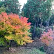 黎華の画像