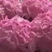 ノラノラ！の画像