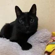 ゆかゆか