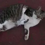 csvの画像