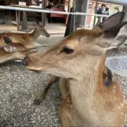 なるみの画像