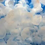 jellyfish