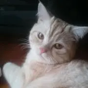 まいまい