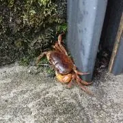 topigaの画像