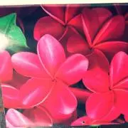 プルメリア