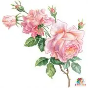 ☆薔薇の花壇☆ただ今手入れ、片付け中♪☆