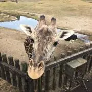 モモっぱの画像