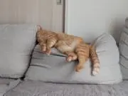 ねむ丸の画像